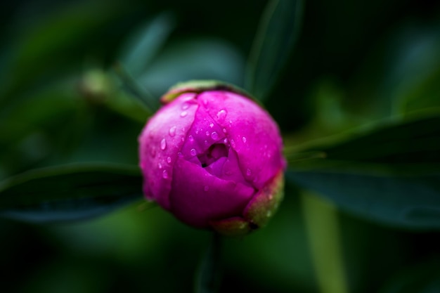 Risen bud pink peony