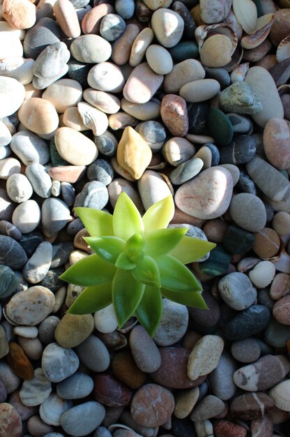 The rising sun heats the stones through which a young sprout of a green plant has sprouted