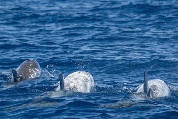 Risso Dolphin Grampus in Azores