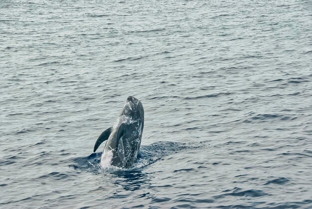 Risso's dolfijn Grampus griseus springt op een bewolkte dag uit het water