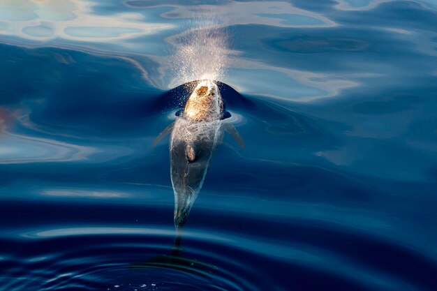 Risso's Dolphin Grampus griseus in mediterranean sea at sunset