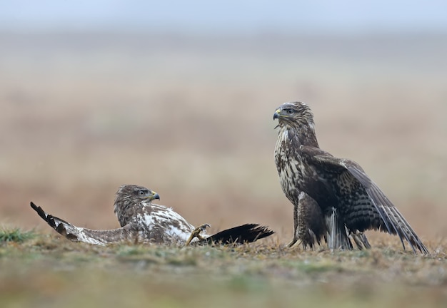 Rivaliteit van twee buizerds om voedsel