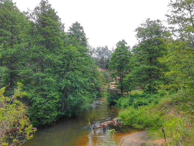 Photo river amidst trees in forest against clear sky