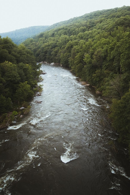 Photo river amidst trees in forest against sky