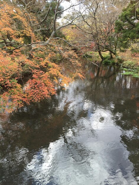 Foto fiume tra gli alberi della foresta durante l'autunno