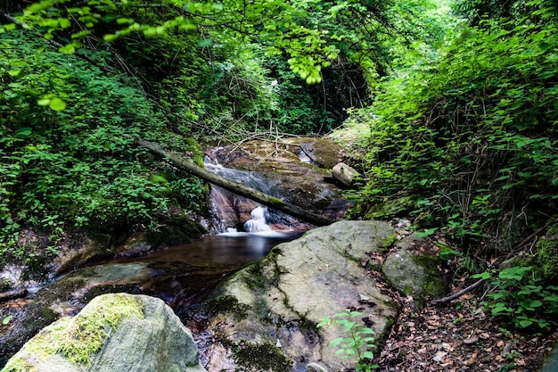 River amidst trees in forest