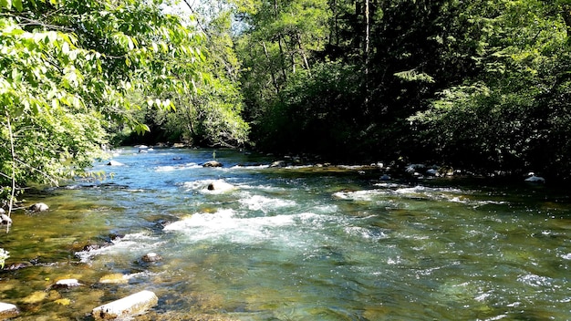 River amidst trees in forest