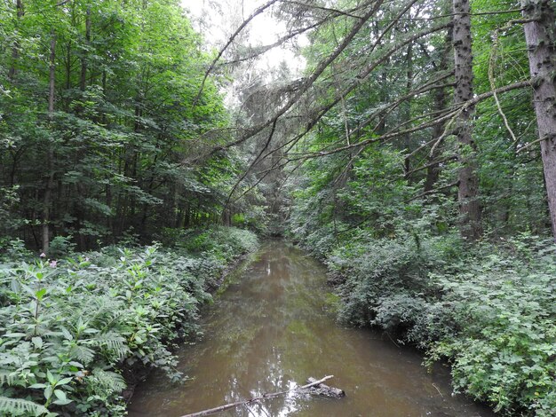 River amidst trees in forest