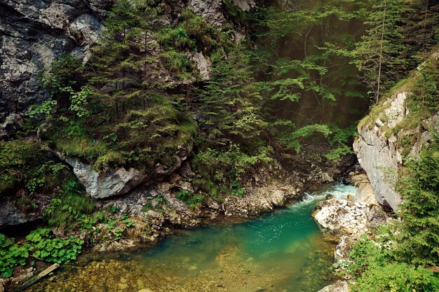 Foto fiume tra gli alberi della foresta