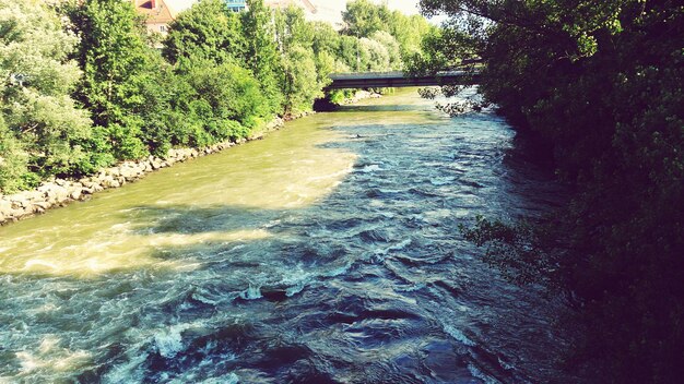 River amidst trees in forest