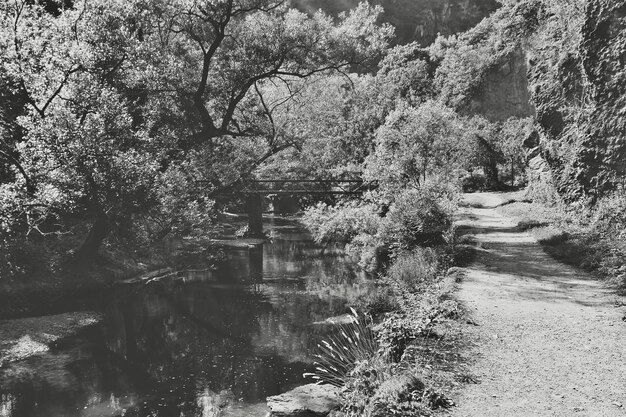 Photo river amidst trees in forest