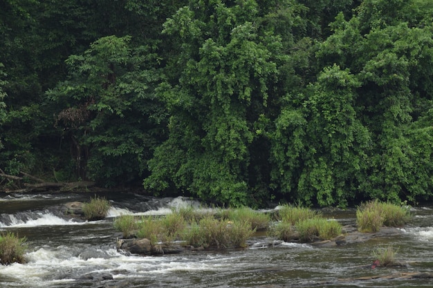 Foto fiume tra gli alberi della foresta