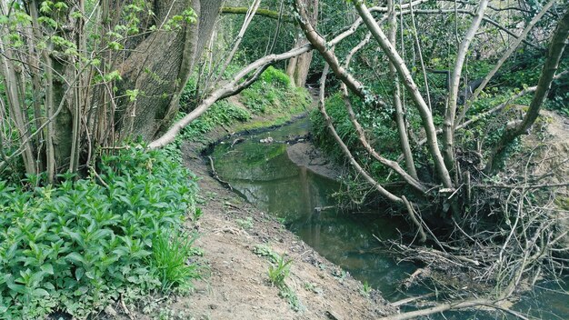 写真 森の木の間にある川