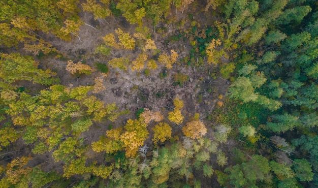 Vista aerea della foresta di autunno e del fiume