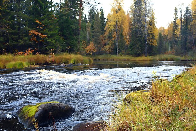 river in autumn forest landscape, abstract view, trees on the banks of a small river