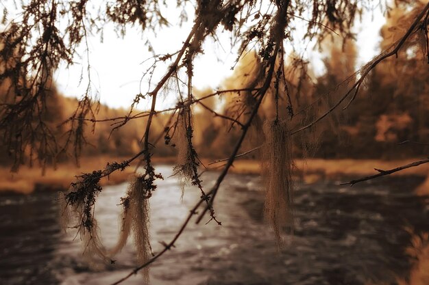 river in autumn forest landscape, abstract view, trees on the banks of a small river