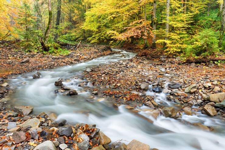 River in autumn forest with colorful fallen trees and streaming water