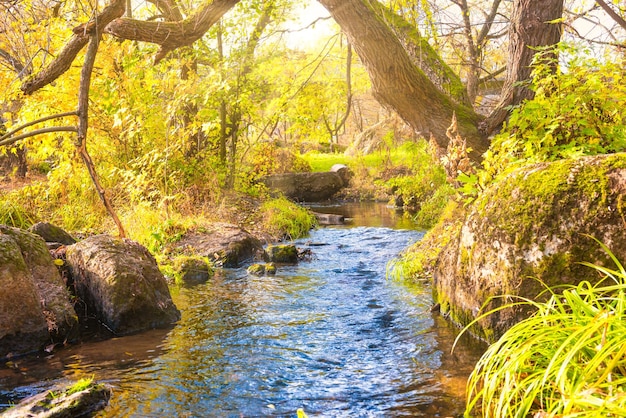 River in autumn forest