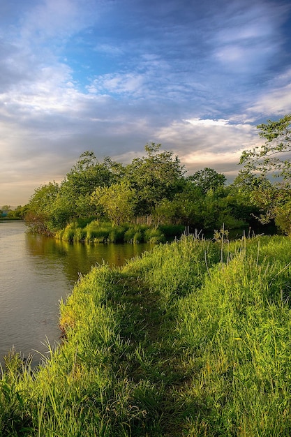 Riva del fiume con fitta vegetazione verde sulle sponde