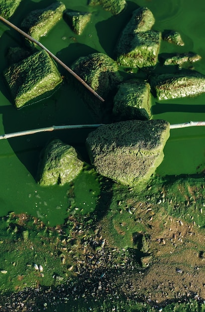 Riva del fiume con acqua sporca, pietre e fioriture di alghe