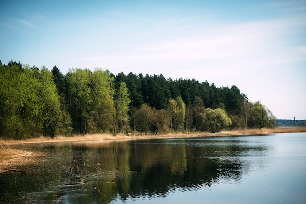 River beach with forest sunny day