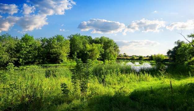 River in a beautiful green nature reserve in summer