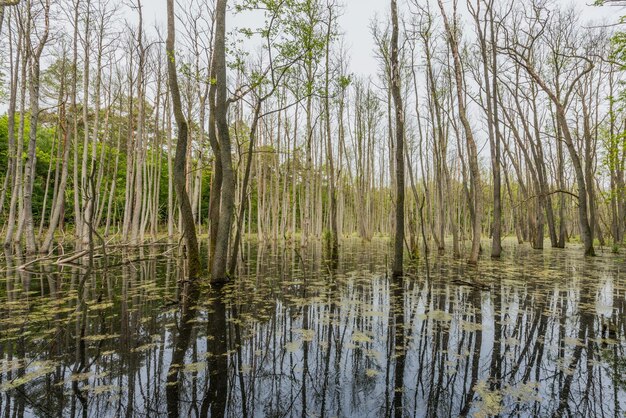 River by trees in forest