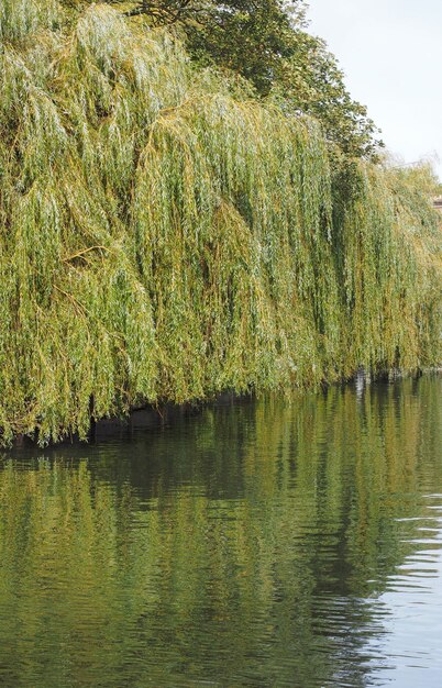 Река Кэм в Кембридже
