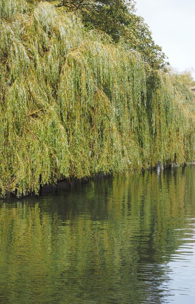 River Cam in Cambridge