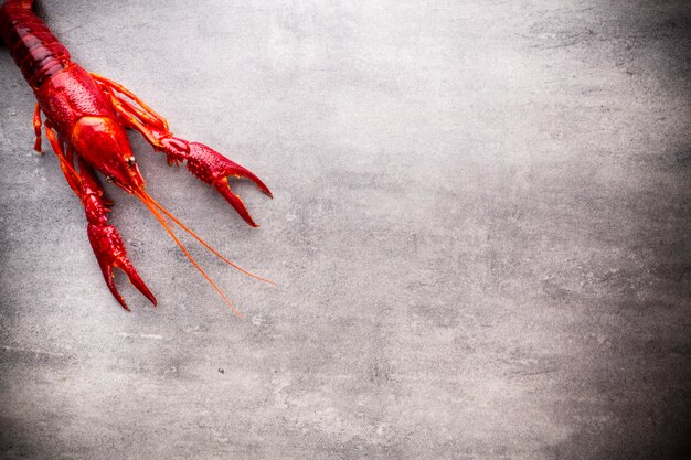 Photo river crayfish on the grey background.