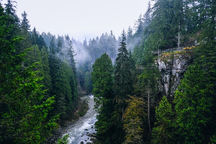 Photo river crossing a forest