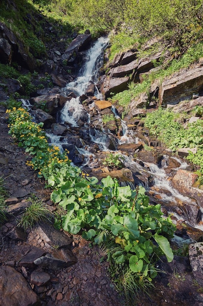 River deep in mountain forest