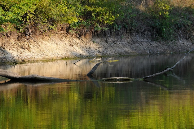 Foto il fiume e la fitta foresta