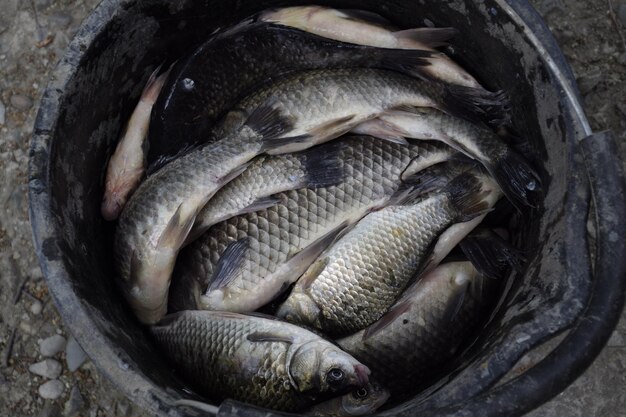 River fish in a plastic bucket Fish catch Carp and carp Weed fish