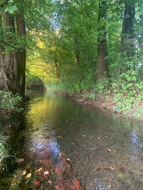 River flowing amidst trees in forest