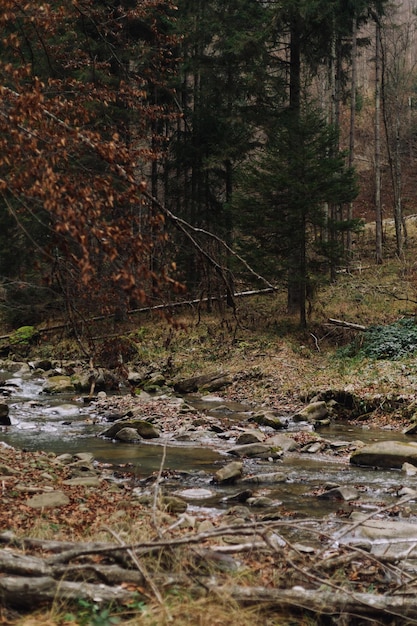 Foto fiume che scorre nella foresta