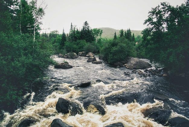 Photo river flowing in forest