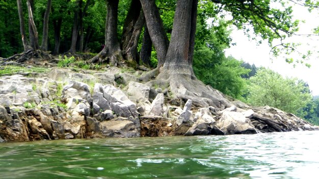 Photo river flowing in forest