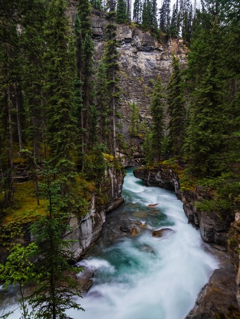 Photo river flowing through forest in maligne canyon in jasper national park