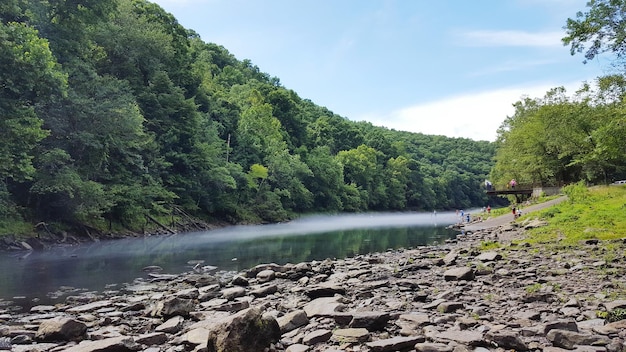 Река, протекающая через лес