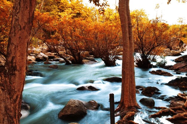 River flowing through forest