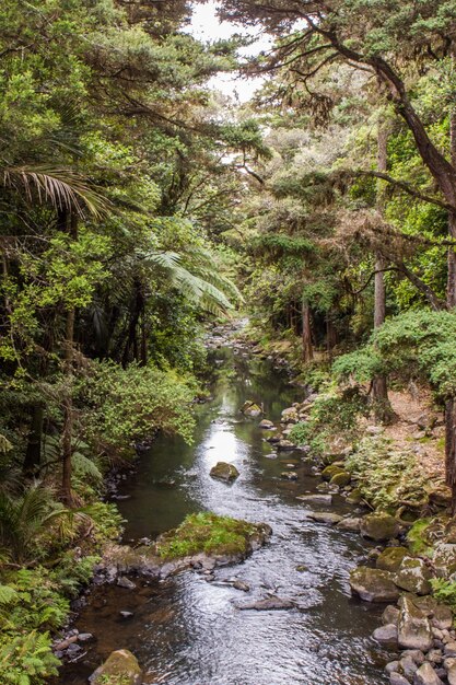 Photo river flowing through forest