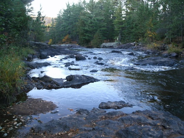 Photo river flowing through forest