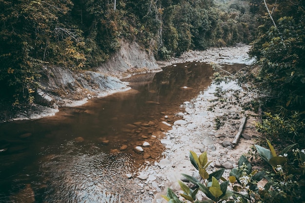 写真 森の岩の中を流れる川