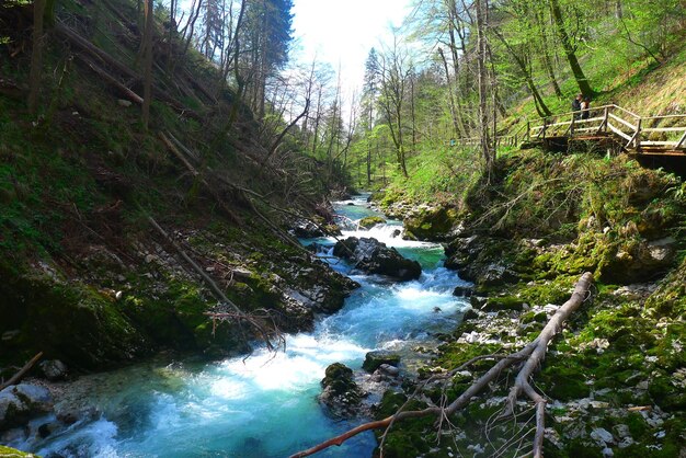 River flowing through rocks