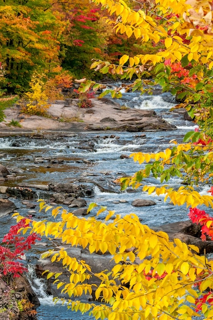 クイベック州の中心部にある赤いメープル木と黄色い<unk>の木で満たされた森の中に川が流れています