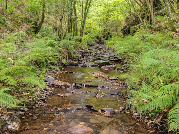 The river flows placidly in the calm of the forest of Ermo, Lugo, Spain