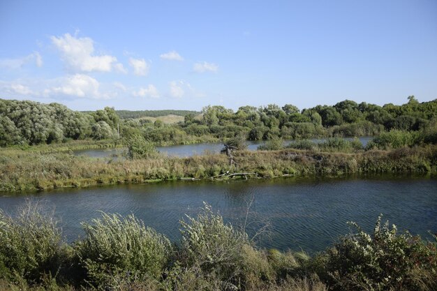 The river flows through the green forest