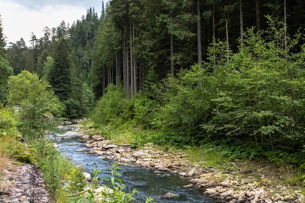 River in the forest in the highlands wild nature