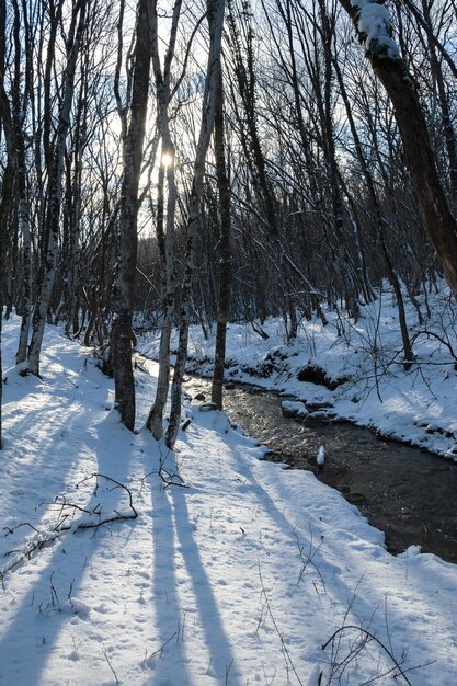 River forest winter. Winter atmospheric background. The concept of snow melting the onset of spring.